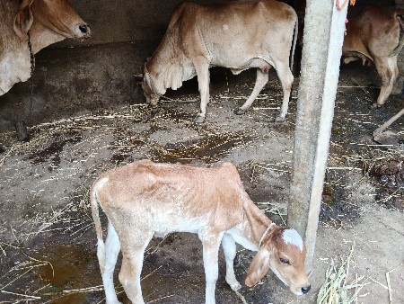 2 ગાય vechvani che