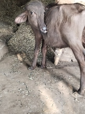 પાડી વેચવાની છે