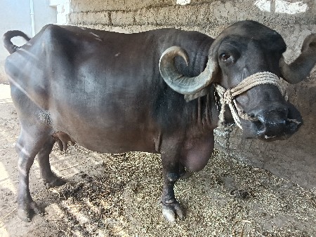 ભેંસ વેચવાની છે