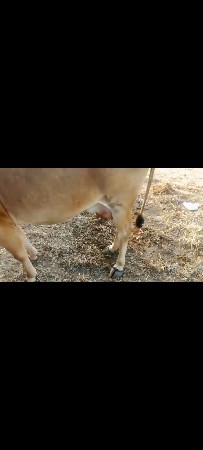 આ ગાય વેચવાની છે વેતર ત્રીજુ