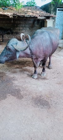 3 માલ વેચવા નાછે