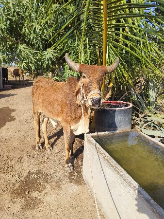 બળદ વેચવાનો છે