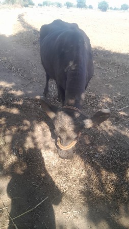 એક ઠાલી એક ગાભણ વેચવાની છે.