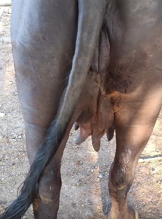 2 જુ વેતર વ્યાસે
