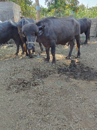 પાડો વેચવાનો છે