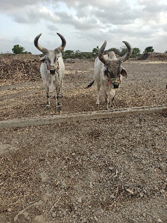 બળદ વેચવાના છે...