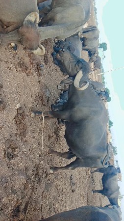 ભેંસ વેચવા ની છે