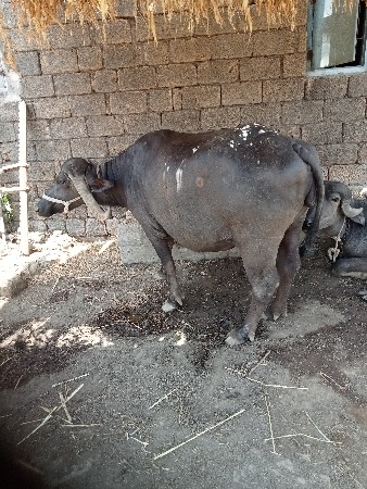 ભેંસ વેચવાની છે