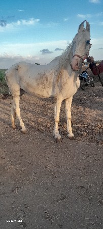 ઘોડી