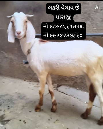 વરોળ બકરી