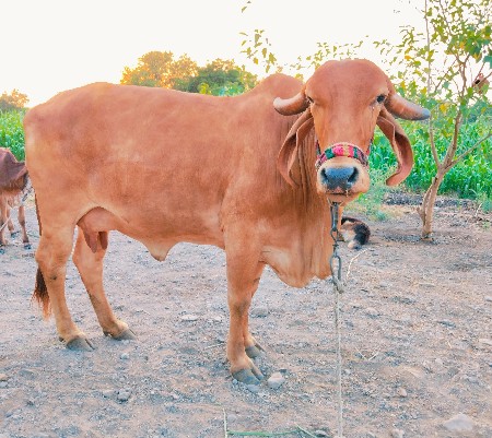 ગીર ગાય વેચવાની