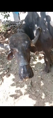 આ ભેંસ વેચવાની છે