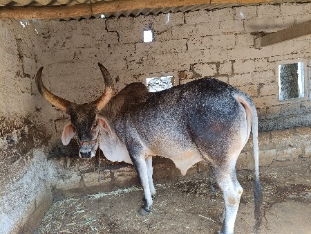 બળદ વેચવાનો છે