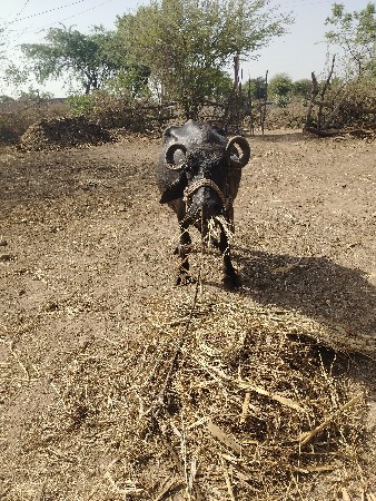 ચોથું વેતર છે