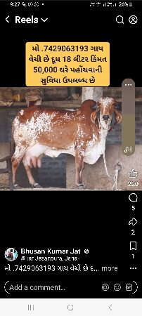 ગાયનિ ગૌશાળા માટે માણસૉ જરૂર છે