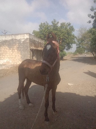 આ ઘોડો વેચવાનોશે બાલભમરી નો ચોખો