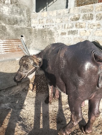ભેંસ વેચવાની છે