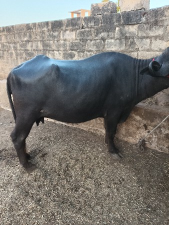 ભેંસ વેચવાની સે