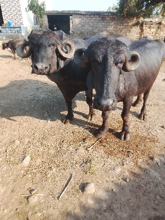 આ ભેંસ અને કરેલી વેચવાના છે