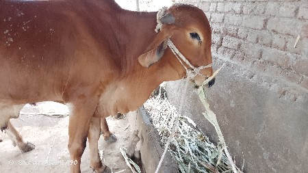 ગોઢલા વેચવા ના છે