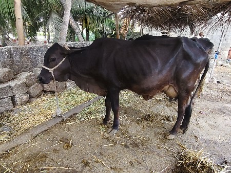 2 ક્રોસ ગાયો વેચવાની છે
