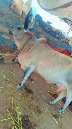 કાકરેજગાયવેસવાનીસેબેઆસરસે
