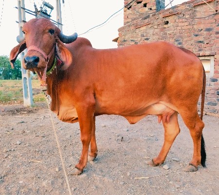 ગીર ગાય વેચવાની