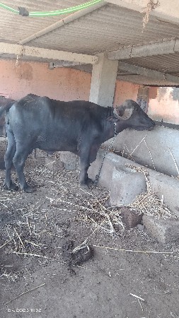 બીજા વેતરમાં છઠ્ઠો મહિનો
