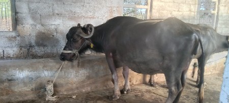 વેચવાની છે