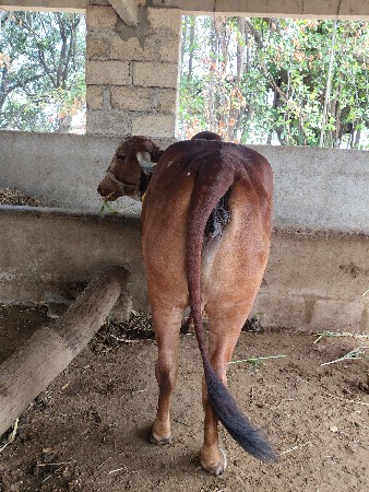 આ ગાય વેસવાની સે સાવ સોજી સે