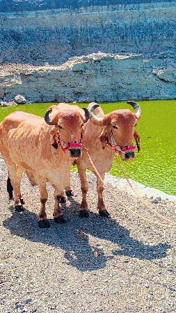 આંકડા વેચવાના છે મારવા દેવાની ટોટલ