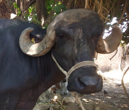 ભેંસ વેચવાની છે