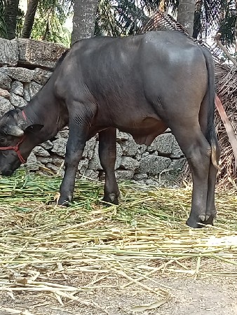 pado  orijanal    jafar