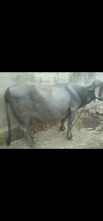 આ ભેંસ વેચવાની છે