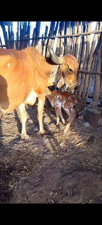 ત્રીજુ વેતર ગીર ગાય.છે