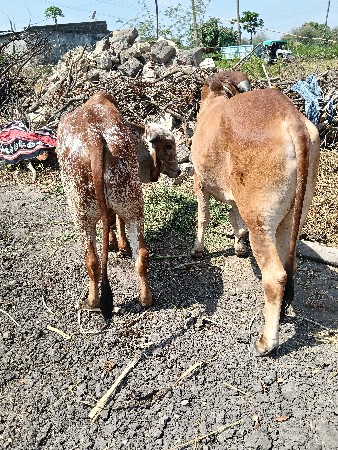 ગોધલાવેશવાનાછે