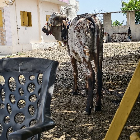 ગાય વૅસવાની
