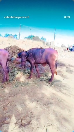 બે ગુલાબી બે લોહી ફોનમાં ફૂલ છે