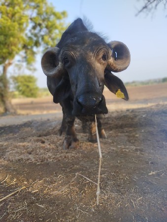 ભેંસ વેચવાની છે.