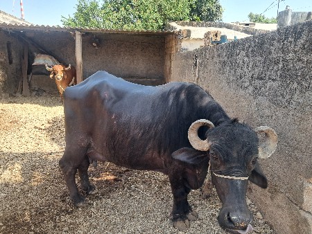 ભેંસ વેચવાની છે