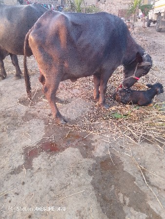 ભેંસ વેચવાની છે 2જીવેતર અટાણે વરાણી
