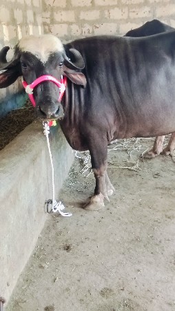 બે ખડેલિયુ વેચવાની છે