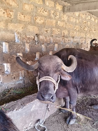 ભેંસ વેચવાની છે
