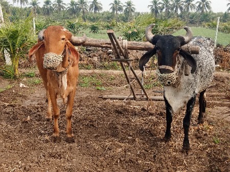 બડદ વેશવાના છે