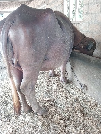 ભુરી ભેંશ વેચાણ માટે છે