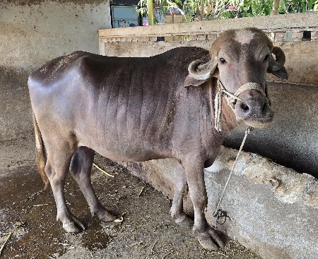 છઠ્ઠૉ મહીનો ખડેલી વેચવાની છે..