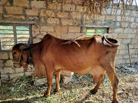 ગિર ગાય છે