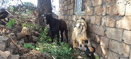 બકરા વેચવાના છે