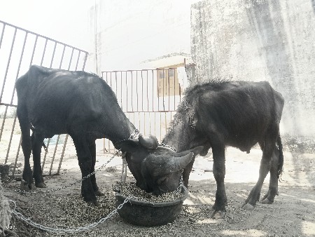 2 પાડા છે