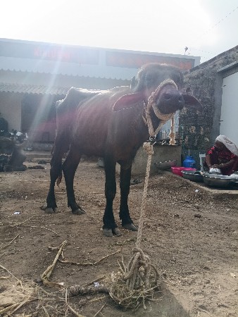 પાડી વેચવાની છે